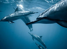 半岛体育官网：开启体育娱乐新纪元